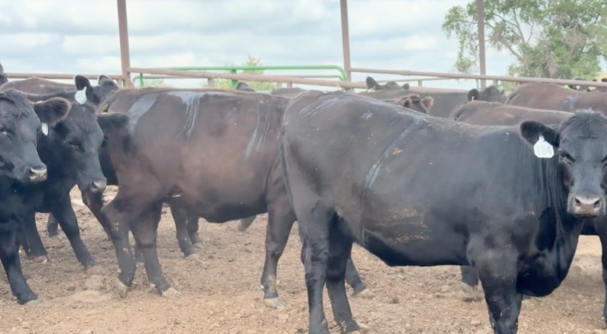 53 Head of Black angus and Black Baldy BH903B5